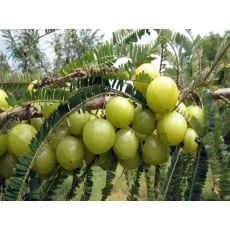 ఉసిరి చెట్టు క్రింద దీపారాధన 